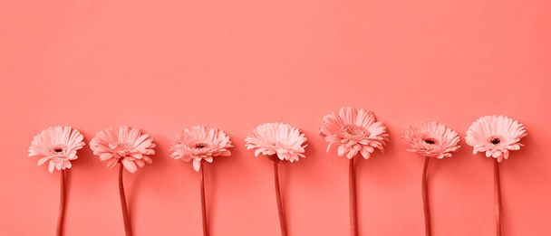 Congratulation postcard on March 8 or as header for site. Flowering composition from fresh blooming gerbera flowers in a trend color of the year 2019 Living Coral Pantone. Flat lay. - Foto, afbeelding