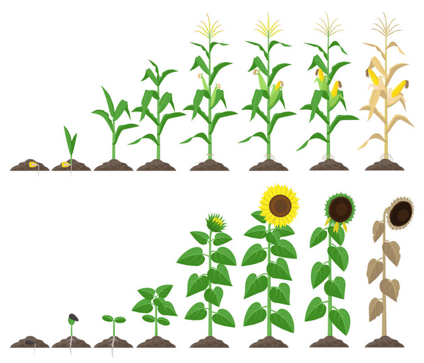 Corn plant and sunflower plant growing stages vector illustration in flat design. Maize and sunflower growth stages from seed to flowering and fruit-bearing Infographic elements isolated on white. - Vector, Image