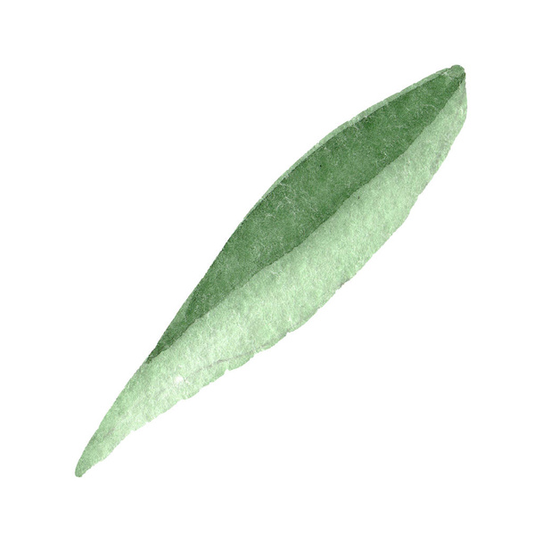 Green daisy leaf. Floral botanical flower. Watercolor background set. Isolated daisy illustration element. - Photo, Image