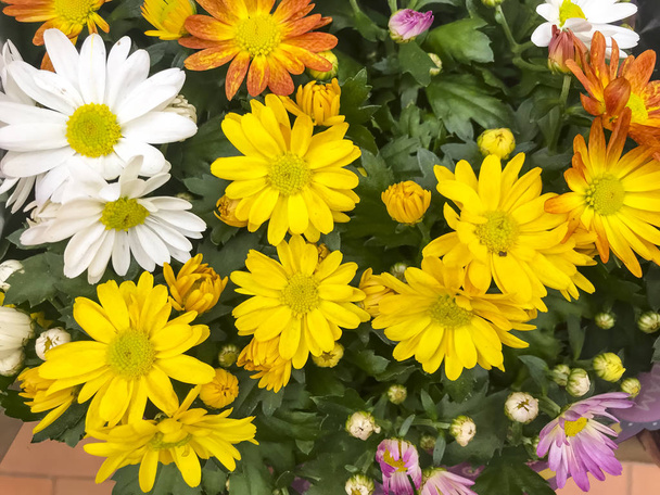 Background, texture daisy flowers, chrysanthemum, greeting card, banner. Studio Photo - Photo, Image