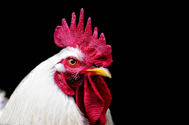 hlava bílý kohout kuřecí izolované na černém pozadí - Fotografie, Obrázek