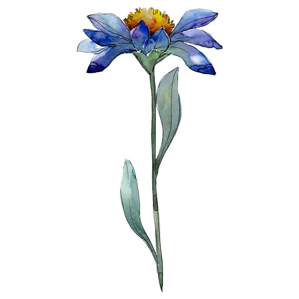 Kék mishaelmas százszorszép virág botanikai virág. Akvarell háttér beállítása. Elszigetelt aster ábra elem. - Fotó, kép
