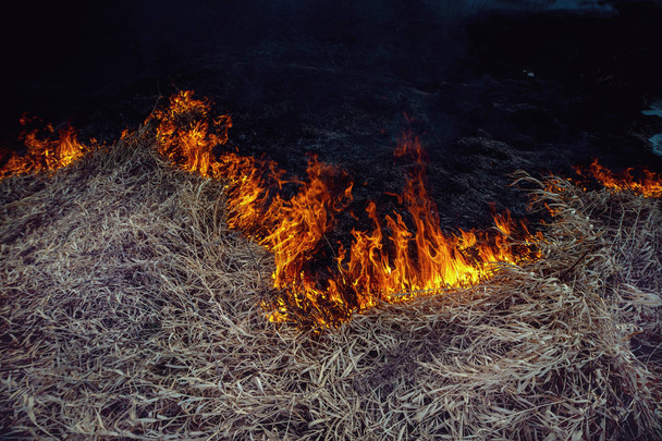 Incendie de forêt dans la prairie de la rive droite de la rivière Uzh, district de Korostensky, Ukraine
 - Photo, image