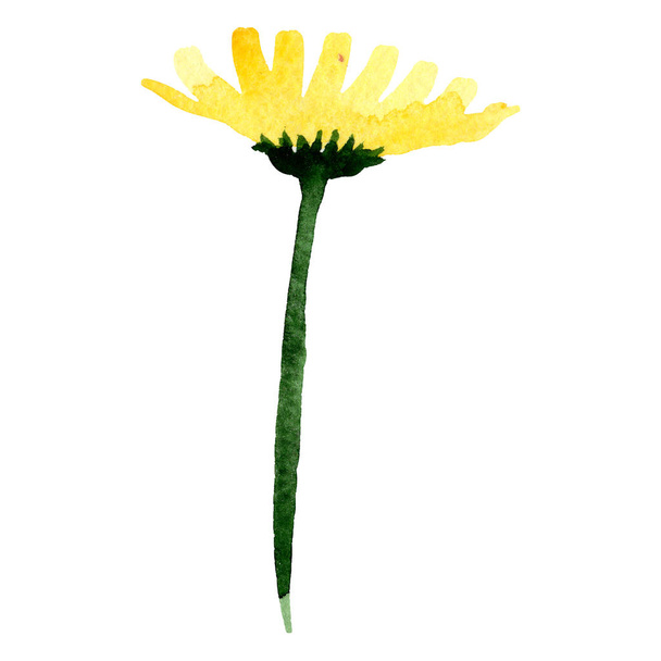 Yellow daisy floral botanical flower. Watercolor background illustration set. Isolated daisy illustration element. - Photo, Image