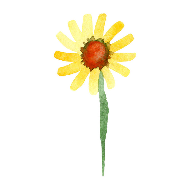 Amarelo margarida flor botânica floral. Conjunto de ilustração de fundo aquarela. Isolado elemento ilustrativo da margarida
. - Foto, Imagem