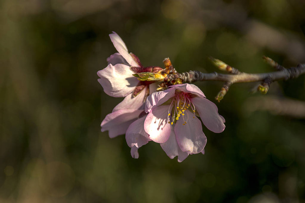 Ветка миндального дерева в цвету. Белые и розовые нежные цветки. Естественный фон
 - Фото, изображение