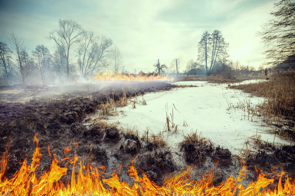 Lesní požár v louka pravém břehu řeky Uzh, okres Korostensky, Ukrajina - Fotografie, Obrázek