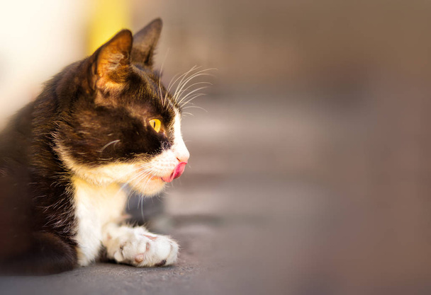 Kis macska van thai perverz fajta aranyos és barátságos - Fotó, kép