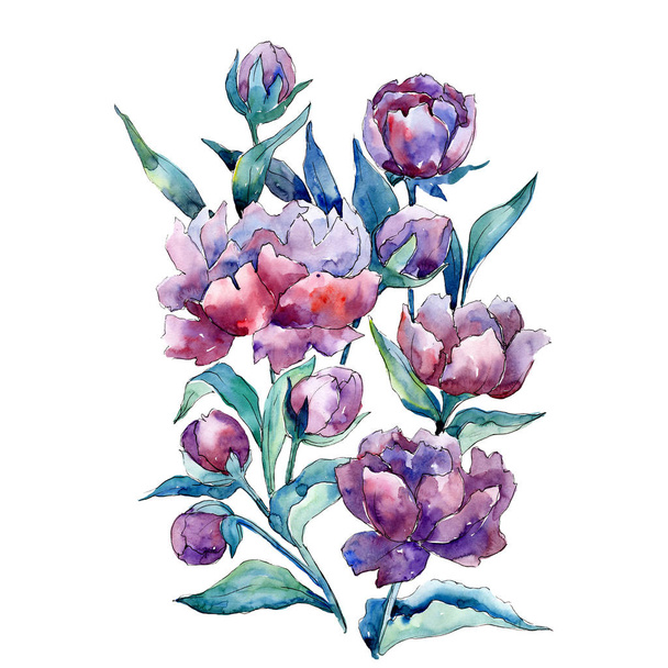 Ramo de peonía púrpura flor botánica floral. Conjunto de fondo acuarela. Elemento ilustrativo peonías aisladas
. - Foto, imagen