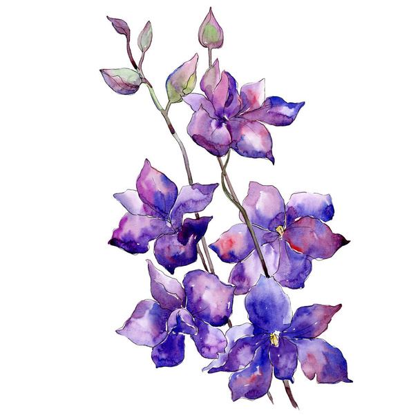 Purple delphinium bouquet floral botanical flower. Watercolor background set. Isolated delphinium illustration element. - Fotoğraf, Görsel