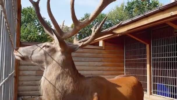 adult deer with big horns standing in the aviary, side view - Footage, Video