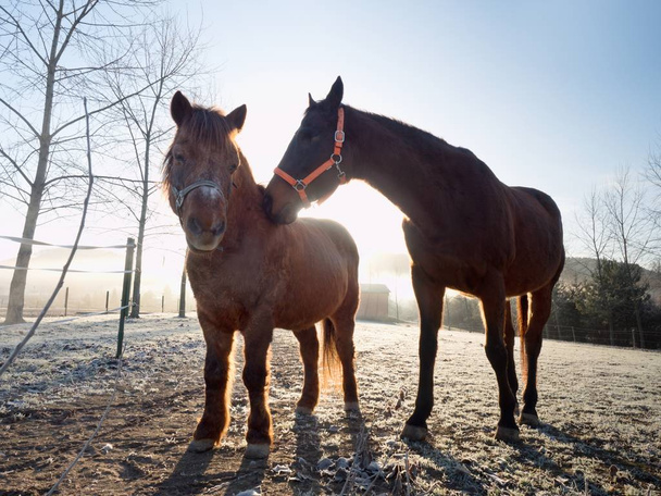 Staré domácí koně ve výběhu ranč. Muddy koně v podzimní pastviny, mlhavé ráno v pozadí - Fotografie, Obrázek