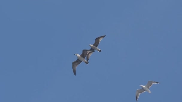 Céu da gaivota
 - Filmagem, Vídeo