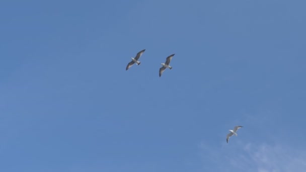 Seagull Fly Sky - Footage, Video