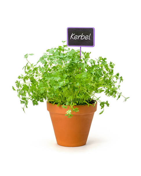 Chervil in a clay pot with a german label Kerbel - Photo, Image