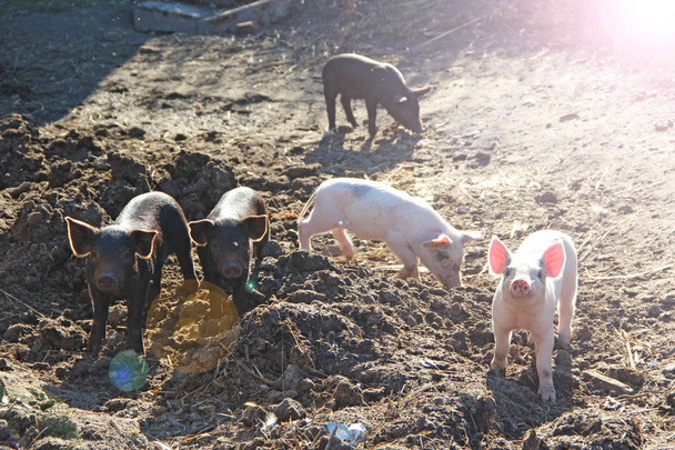 Çiftlik bahçede oynarken domuz yavruları ve jolly çalıştırın. Komik domuzlar güneşli ışınları. Bebek domuz yavruları bahçede oynamak. Küçük domuz çiftliğinde köyde yaşamak. Gübre içinde kazma domuz yavruları - Fotoğraf, Görsel