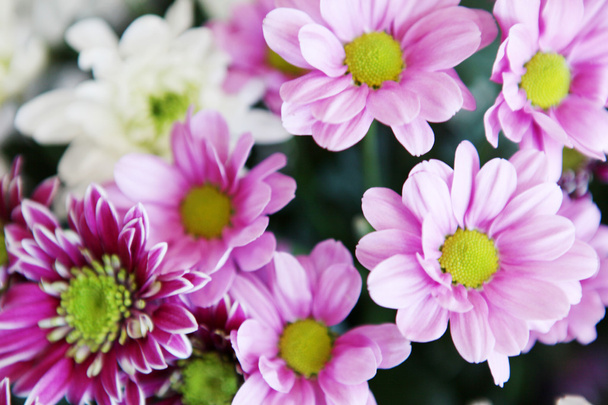 Foto van mooie bloemen - Foto, afbeelding