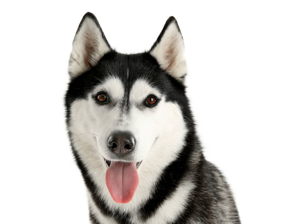 Adorable husky dog on white background - Foto, Imagen