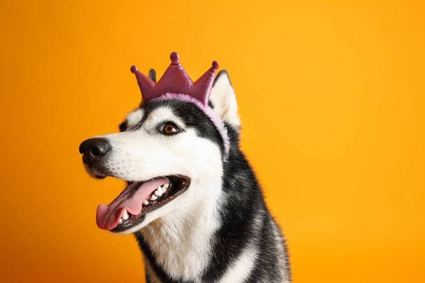 Adorable chien husky sur fond de couleur
 - Photo, image