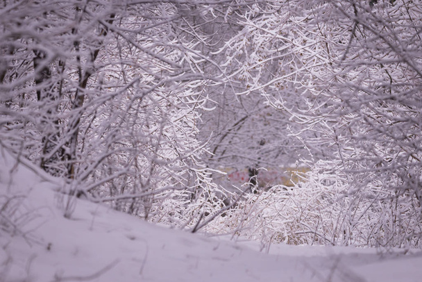 Winterlandschap met vallende sneeuw - wonderland bos met sneeuw. Snowy scene met Kerstmis en Nieuwjaar stemming. - Foto, afbeelding