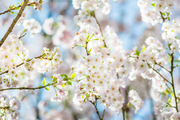 Piękna Natura Drzewo sceny z kwitnących wiśni wiosną. Sakura kwiaty w rozkwicie.   - Zdjęcie, obraz