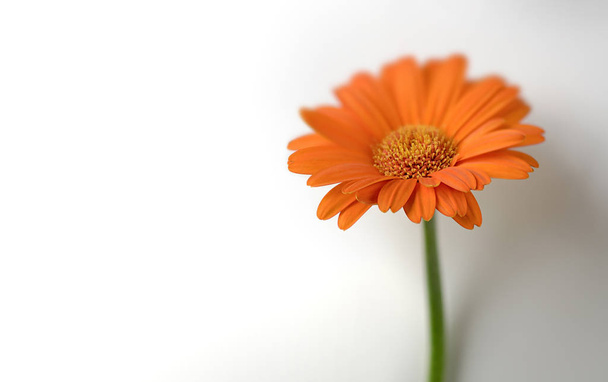 Orange gerbera flower near the white wall - Foto, afbeelding