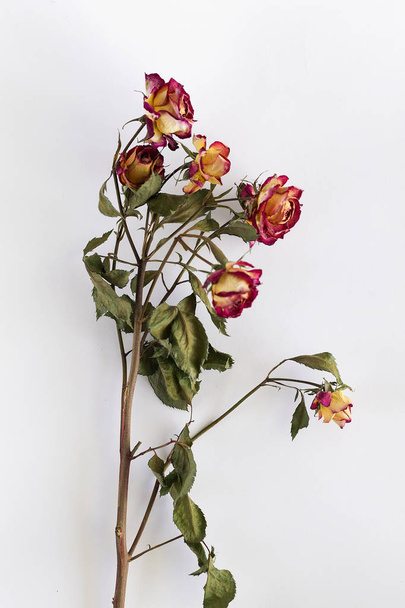 Kimppu punaisia ruusuja eristetty valkoisella pohjalla - Valokuva, kuva