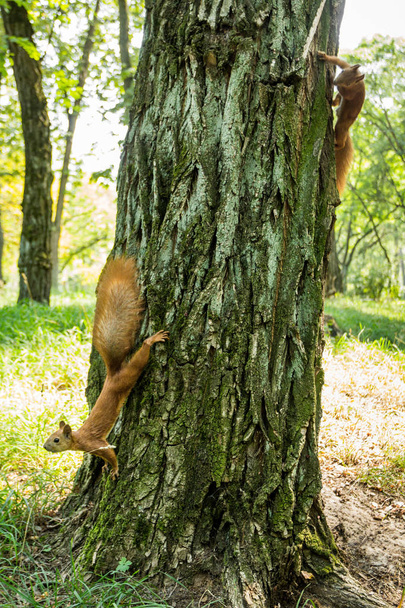 Two wild red-headed squirrels on a tree in a forest. - Foto, Bild