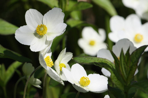 Anemona Vestal hermosas flores blancas que crecen en el parque
 - Foto, imagen