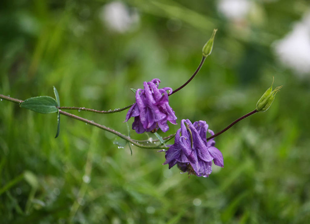 Fialový květ evropské kolumbie Aquilegia vulgaris . - Fotografie, Obrázek