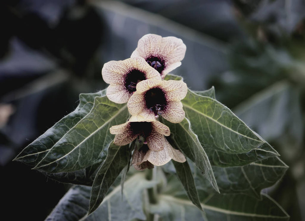 Henbane negro Hyoscyamus niger flores
. - Foto, imagen