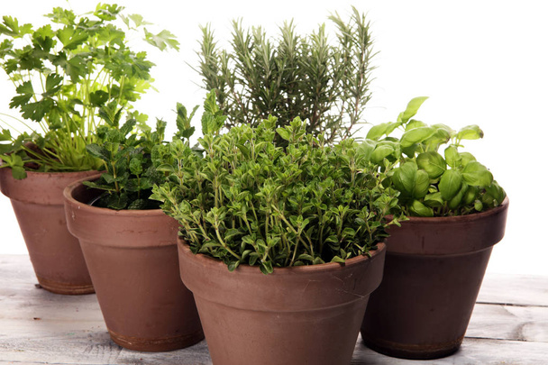 Ervas domésticas e aromáticas em potes de barro velhos. Conjunto de ervas culinárias. Sábio verde em crescimento, orégano e alecrim
 - Foto, Imagem