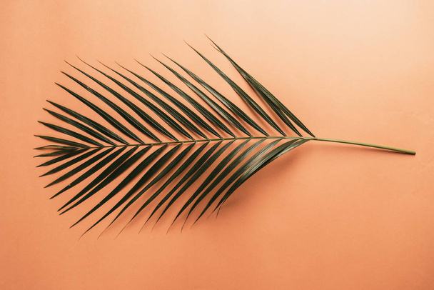 Tropical palm leaves on color background with copy space - Zdjęcie, obraz