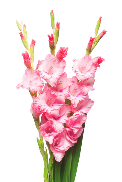 Kaunis vaaleanpunainen muodikas gladiolus kukka eristetty valkoisella pohjalla. Häät kimppu morsian
 - Valokuva, kuva