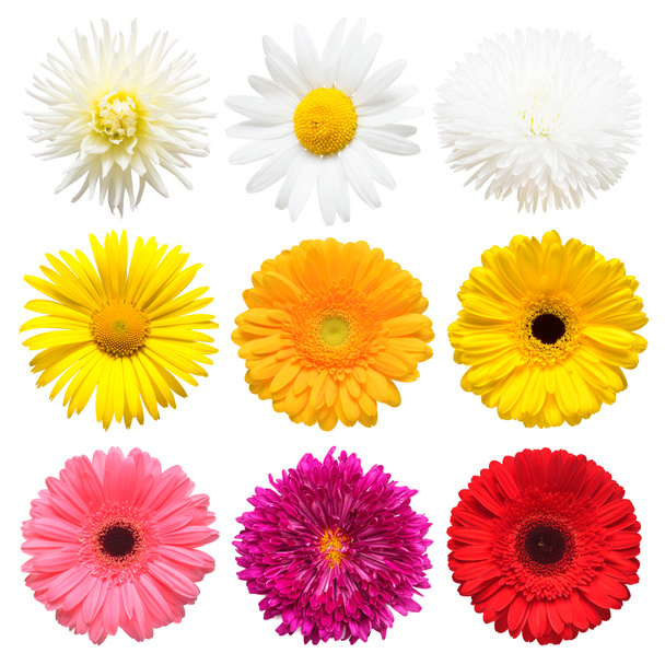 Flowers head collection of beautiful daisy, calendula, gerbera, chrysanthemum, dahlia, chamomile isolated on white background. Card. Easter. Spring time set. Flat lay, top view - Photo, Image