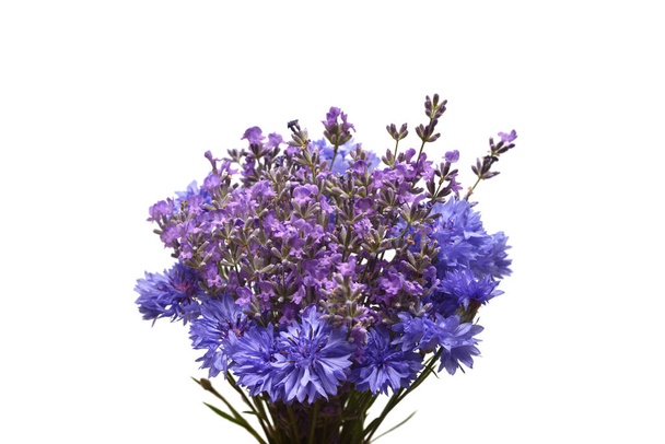 beautiful purple knapweed flowers, isolated on a white background. - Photo, Image