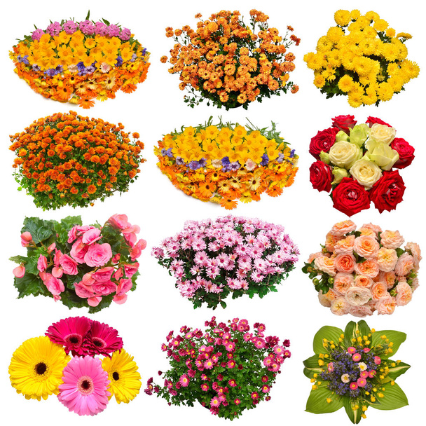 Collection flowers chrysanthemum, gerbera, calendula, rose and cyclamen multicolored in pot isolated on white background. Hello spring. Beautiful plant, garden concept. Nature. Easter. Love. Flat lay, top view - Photo, Image