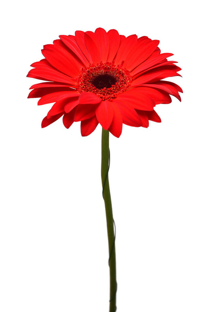 Червона квітка гербери ізольована на білому тлі. Плоский прошарок, вид зверху
 - Фото, зображення