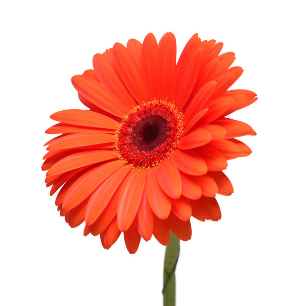 Flor de gerberas anaranjada aislada sobre fondo blanco. Piso tendido, vista superior
 - Foto, imagen