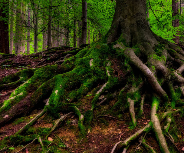 Surreal fairy tale spooky fantasy outdoor nature image of mystic gigantic roots of an old tree, covered with moss and underwood, mysterious forest - fantastic realism in nature - Photo, Image
