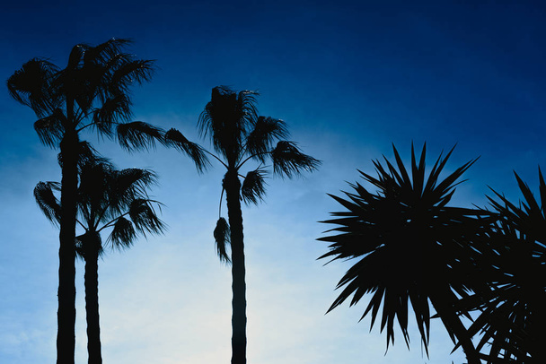 Silhouet van palmbomen tegen achtergrondverlichting met blauwe hemelachtergrond, kopieergebied ruimte gratis. - Foto, afbeelding