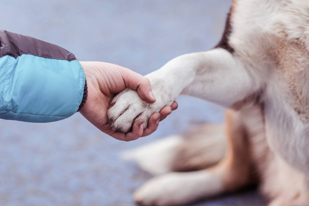 Candid momento con un giovane ragazzo holding il paw di un maschio vecchio cane in suo mano
 - Foto, immagini