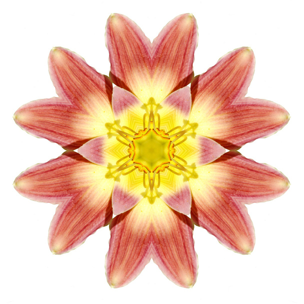 Flower mandala - Photo, Image
