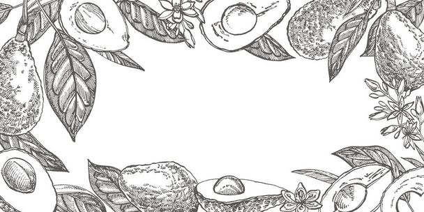 Avocado. Hand drawn illustrations. Tropical summer fruit engraved style illustration. - 写真・画像