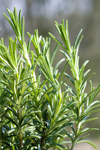 Yeşil biberiye (rosmarinus officinalis) - Fotoğraf, Görsel