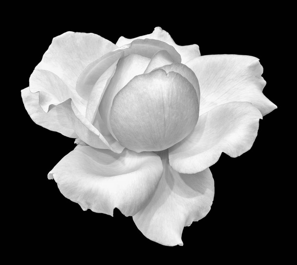 Fine art still life monochrome black and white flower macro photo of a wide open blooming rose blossom with detailed texture on black background seen from the front - Photo, Image