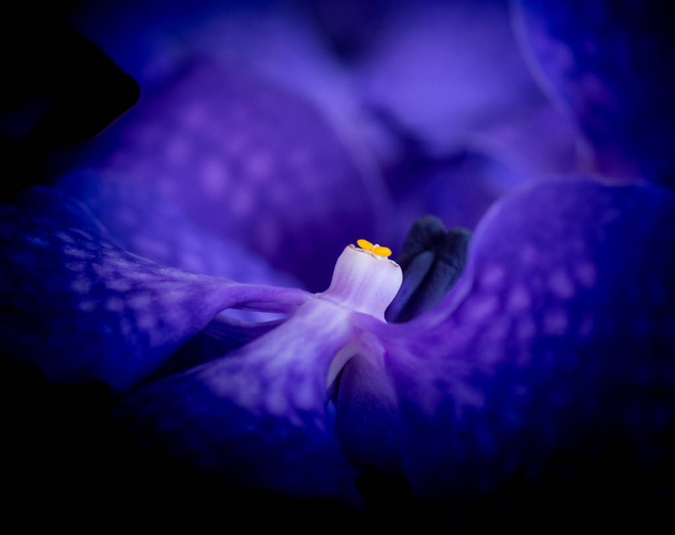 Fine art stilleven surrealistische floral kleur macro opname van een de binnenste van een enkele geïsoleerde donker blauwe orchid blossom  - Foto, afbeelding