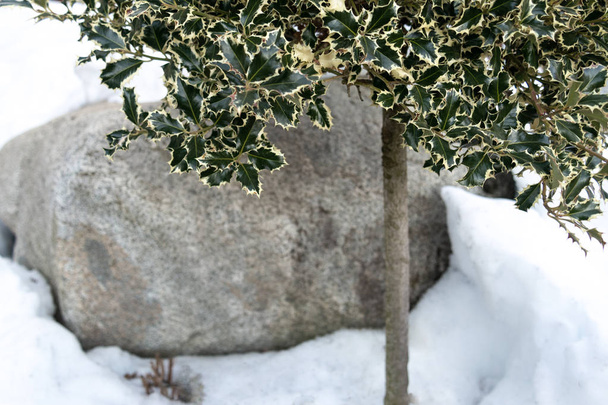 Japanese euonymus on the trunk against the background of a large stone and snow. - Photo, Image