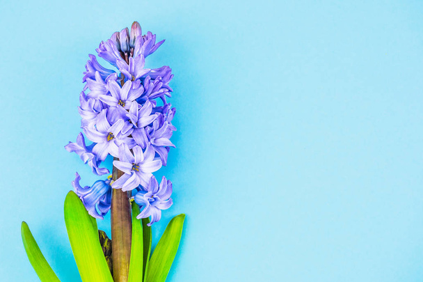 Spring composition of flowers of hyacinth. Still life of blue flowers. Festive mood in the early morning. The background is blue, the place for the signature - Foto, afbeelding