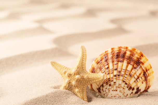 貝殻とヒトデの熱帯のビーチの波状の砂の上。自由と夏の休暇のためのコンセプト - 写真・画像